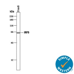 Human IRF5 Antibody, R D Systems 100 &mu;g | Buy Online | R&D Systems | Fisher Scientific