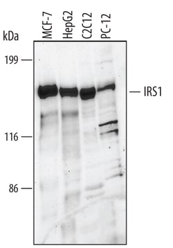 Human/Mouse/Rat IRS1 Antibody, R D Systems 25&mu;g; Unlabeled:Antibodies,