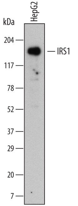 Human IRS1 Antibody, R D Systems 100ug; Unlabeled:Antibodies, Monoclonal