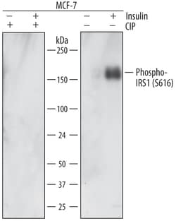 Human Phospho-IRS1 (S616) Antibody, R D Systems 100ug; Unlabeled:Antibodies,
