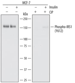 Human Phospho-IRS1 (Y612) Antibody, R D Systems 100ug; Unlabeled:Antibodies,
