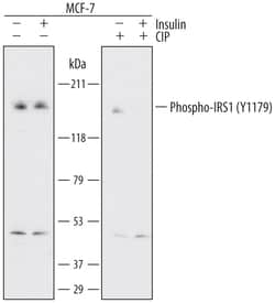 Human Phospho-IRS1 (Y1179) Antibody, R D Systems 25 &mu;g | Buy Online | R&D Systems | Fisher Scientific