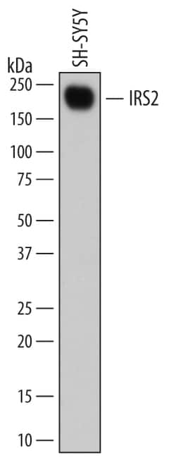 Human IRS2 Antibody, R D Systems 25μg; Unlabeled:Antibodies, Monoclonal