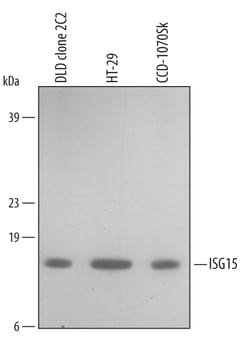 Human ISG15/UCRP Antibody, R D Systems 25&mu;g; Unlabeled:Antibodies, Polyclonal