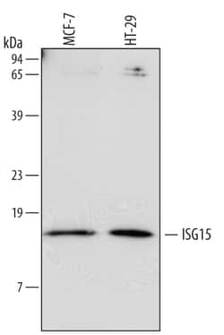Human ISG15/UCRP Antibody, R D Systems 100ug; Unlabeled:Antibodies, Monoclonal