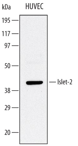 Human Islet-2 Antibody, R D Systems 100&mu;g; Unlabeled:Antibodies, Polyclonal