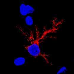 Human Isocitrate Dehydrogenase 1/IDH1 Antibody, R D Systems 25&mu;g; Unlabeled:Antikörper