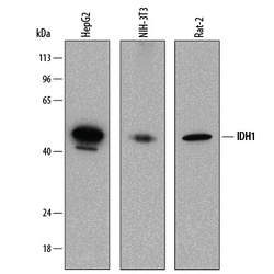 Human Isocitrate Dehydrogenase 1/IDH1 Antibody, R D Systems 25&mu;g; Unlabeled:Antikörper