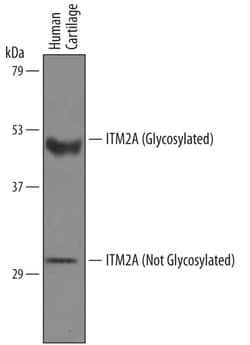 Human ITM2A Antibody, R D Systems 100&mu;g; Unlabeled:Antibodies, Polyclonal