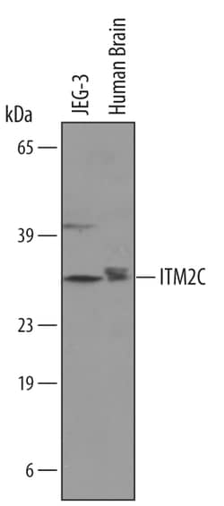 Human ITM2C Antibody, R D Systems 25&mu;g; Unlabeled:Antibodies, Polyclonal