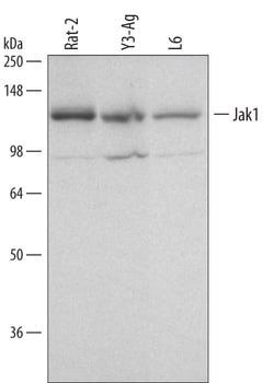 Mouse/Rat Jak1 Antibody, R D Systems 25&mu;g; Unlabeled:Antibodies, Polyclonal