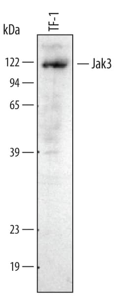 Human Jak3 Antibody, R D Systems 25&mu;g; Unlabeled:Antibodies, Monoclonal