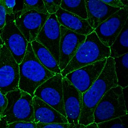 Human JAM-A Antibody, R D Systems 100&mu;g; Unlabeled:Antibodies, Polyclonal