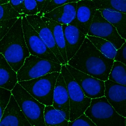 Human JAM-A Antibody, R D Systems 100ug; Unlabeled:Antibodies, Monoclonal
