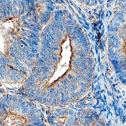 Human JAM-A Antibody, R D Systems 100ug; Unlabeled:Antibodies, Monoclonal