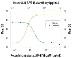 Mouse JAM-B/VE-JAM Antibody, R D Systems 500ug; Unlabeled:Antibodies, Monoclonal