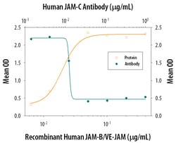 Human JAM-C Antibody, R D Systems 500ug; Unlabeled:Antibodies, Monoclonal