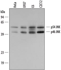 Human/Mouse/Rat JNK Pan Specific Antibody, R D Systems 25&mu;g; Unlabeled:Antibodies,