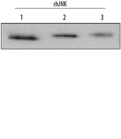 Human/Mouse/Rat JNK Pan Specific Antibody, R D Systems 25&mu;g; Unlabeled:Antibodies,