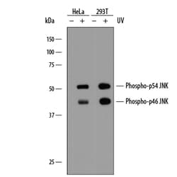 Human/Mouse/Rat Phospho-JNK (T183/Y185) Antibody, R D Systems 100 ug; Unconjugated:Antibodies,