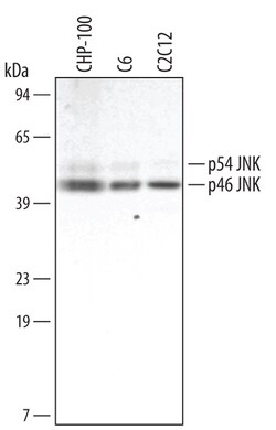 Human/Mouse/Rat JNK1 Antibody, R D Systems 100ug; Unlabeled:Antibodies,