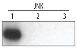 Human/Mouse/Rat JNK1 Antibody, R D Systems 100ug; Unlabeled:Antibodies,