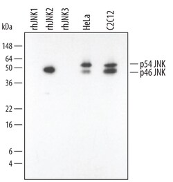Human/Mouse/Rat JNK2 Antibody, R D Systems 25&mu;g; Unlabeled:Antibodies,