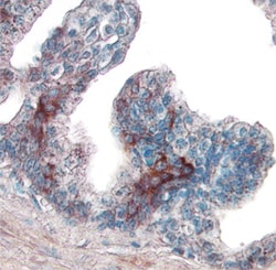 Human/Mouse/Rat Phospho-JNK (T183/Y185) Antibody, R D Systems 25&mu;g;