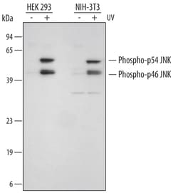 Human/Mouse/Rat Phospho-JNK (T183/Y185) Antibody, R D Systems 25&mu;g;