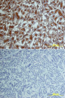 Human/Mouse/Rat JNK Pan Specific Antibody, R D Systems 25&mu;g; Unlabeled:Antibodies,