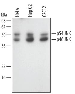 Human/Mouse/Rat JNK Pan Specific Antibody, R D Systems 25&mu;g; Unlabeled:Antibodies,