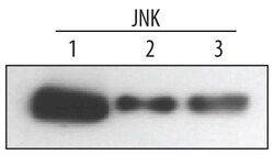 Human/Mouse/Rat JNK Pan Specific Antibody, R D Systems 25&mu;g; Unlabeled:Antibodies,
