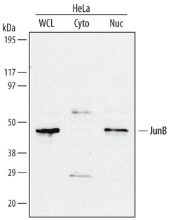 Human JunB Antibody, R D Systems 100&mu;g; Unlabeled:Antibodies, Polyclonal