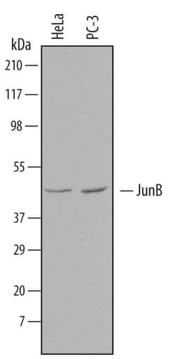 Human JunB Antibody, R D Systems 100ug; Unlabeled:Antibodies, Monoclonal