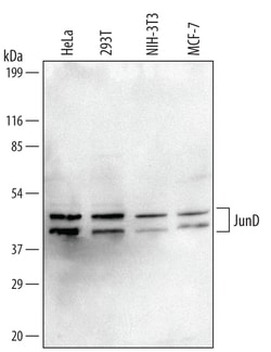 Human/Mouse JunD Antibody, R D Systems 25&mu;g; Unlabeled:Antibodies, Polyclonal