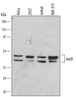 Human/Mouse JunD Antibody, R D Systems 25&mu;g; Unlabeled:Antibodies, Monoclonal