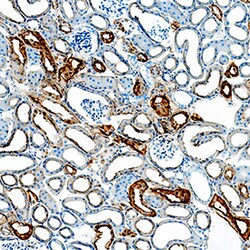 Mouse Kallikrein 1 Antibody, R D Systems 25&mu;g; Unlabeled:Antibodies,