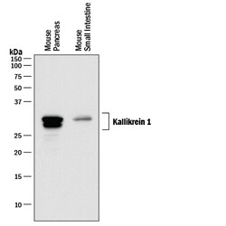 Mouse Kallikrein 1 Antibody, R D Systems 25&mu;g; Unlabeled:Antibodies,