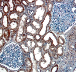 Human Kallikrein 3/PSA Antibody, R D Systems 100&mu;g; Unlabeled:Antibodies,