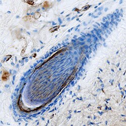 Mouse Kallikrein 5 Antibody, R D Systems 25&mu;g; Unlabeled:Antibodies,