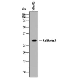 Mouse Kallikrein 5 Antibody, R D Systems 25&mu;g; Unlabeled:Antibodies,