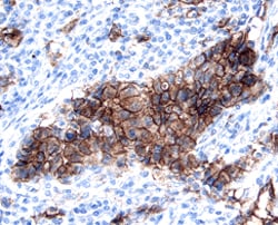 Human Kallikrein 6/Neurosin Antibody, R D Systems 100&mu;g; Unlabeled:Antibodies,