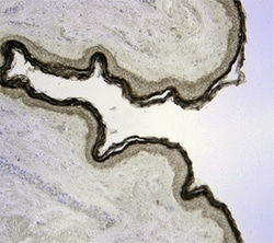 Kallikrein 7 Goat anti-Human, Polyclonal, R D Systems 25&mu;g; Unlabeled,