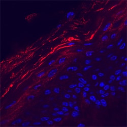 Mouse/Rat Kallikrein 7 Antibody, R D Systems 25&mu;g; Unlabeled:Antibodies,