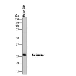 Mouse/Rat Kallikrein 7 Antibody, R D Systems 25&mu;g; Unlabeled:Antibodies,