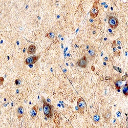 Human Kallikrein 8/Neuropsin Antibody, R&D Systems™