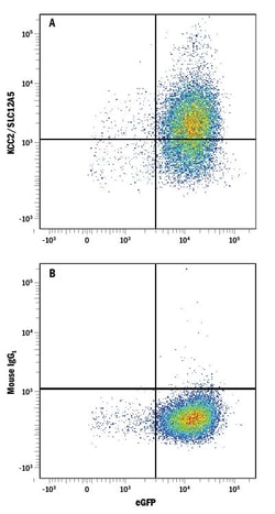 Human KCC2/SLC12A5 Antibody, R D Systems 100ug; Unlabeled:Antibodies, Monoclonal