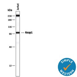 Human/Mouse/Rat Keap1 Antibody, R D Systems 25&mu;g; Unlabeled:Antibodies,