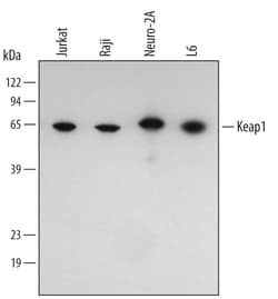Human/Mouse/Rat Keap1 Antibody, R D Systems 25&mu;g; Unlabeled:Antibodies,