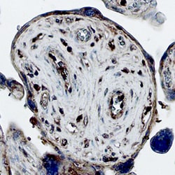 Canine KGF/FGF-7 Antibody, R D Systems 25&mu;g; Unlabeled:Antibodies, Monoclonal